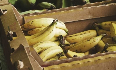 В партии свежих бананов в Санкт-Петербурге был обнаружен кокаин